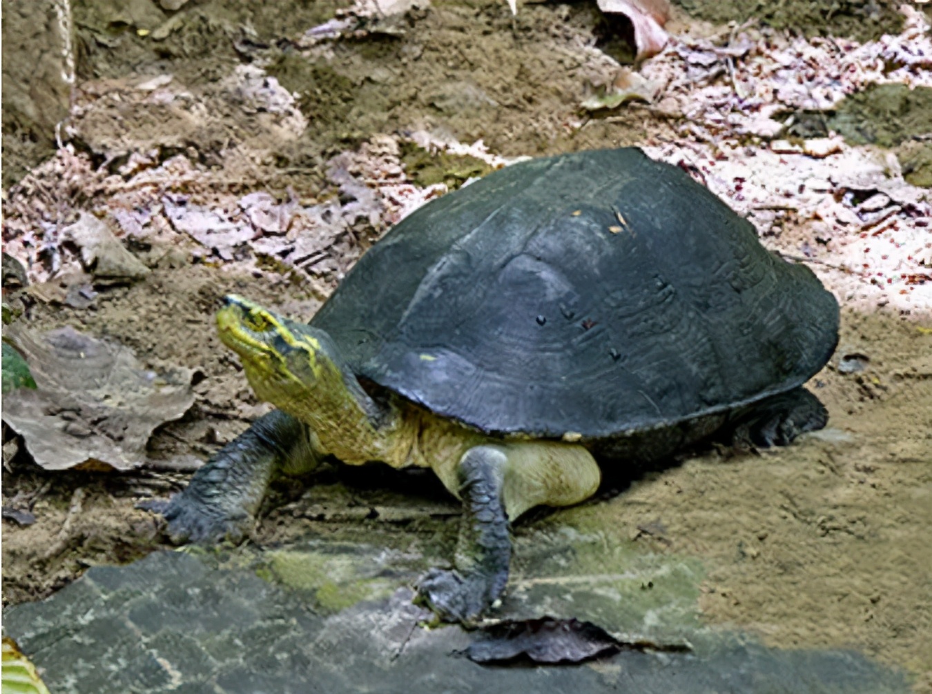 你知道乌龟为什么能活这么久吗,乌龟不用吃东西它也能活下来吗