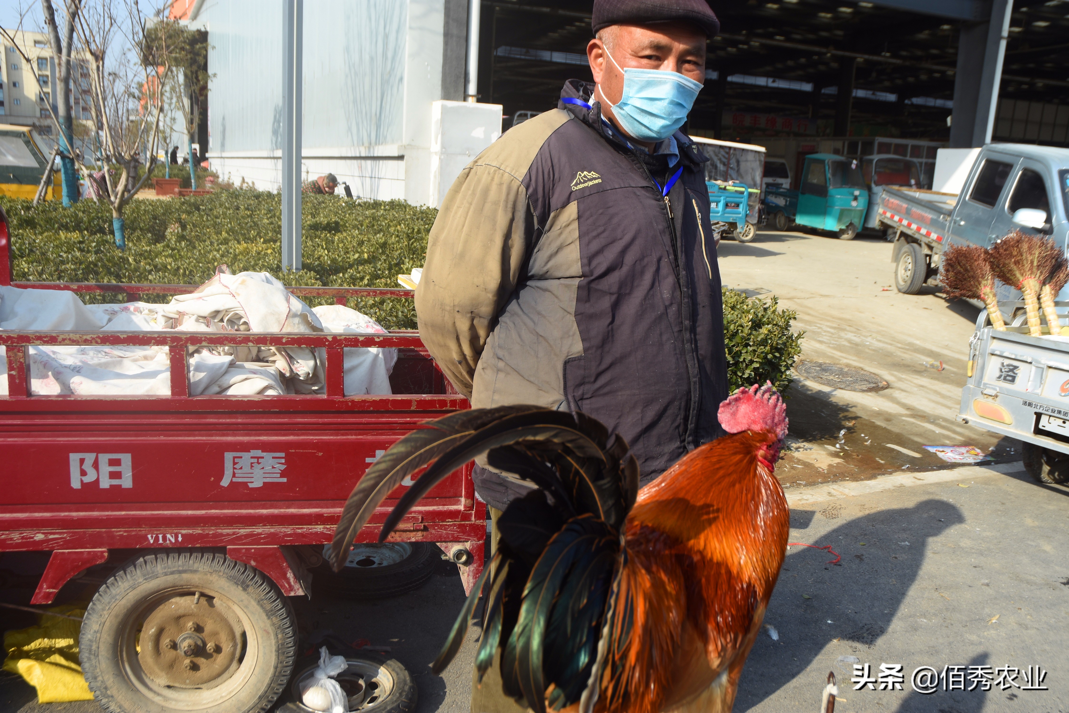 农村散养土鸡100元一只,农村散养土鸡当前价格150元两只