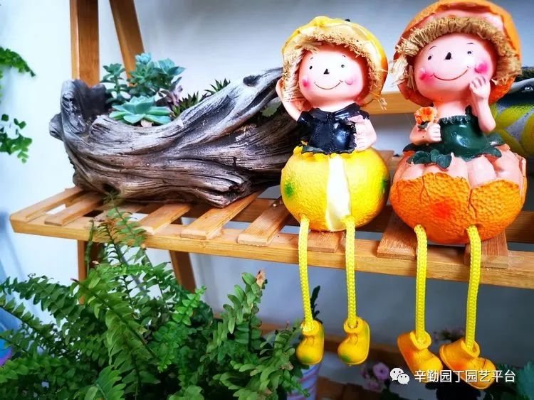 （2021）园丁奖阳台组《008号》星星的花园