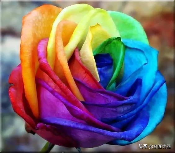 手工玫瑰怎么制作,玫瑰花手工制作白玫瑰