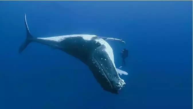 小飞象真实事件,小飞象的真实故事