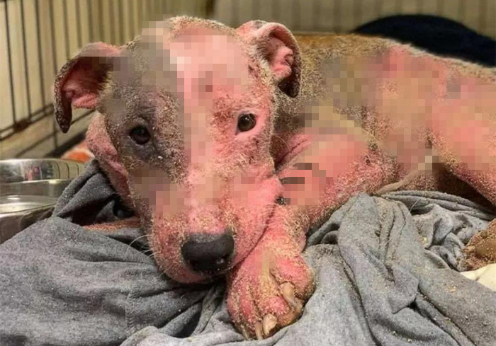 狗狗把自己烫伤后，记住不能用牙膏紧急处理，主人应学会正确方法