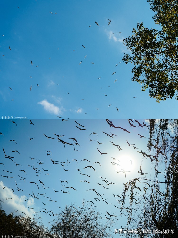冬季到昆明来看红嘴鸥,冬天去昆明翠湖公园观看海鸥