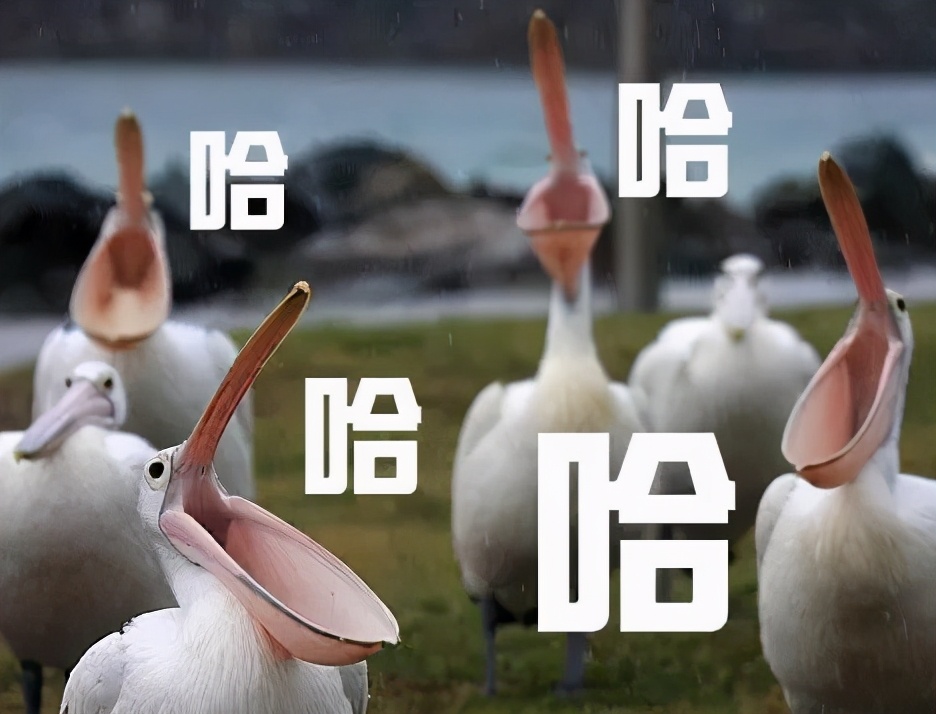 万物皆可吞的鹈鹕,鹈鹕万物皆可吞