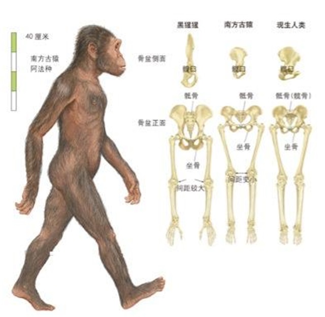 男女是如何产生下一代的,男女之间是怎样产生后代的