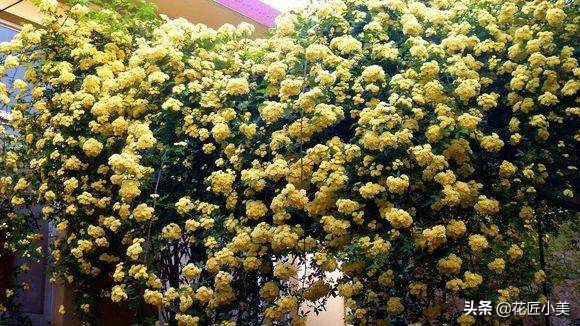 爬藤植物100种,5种爬藤花适合在院子里种植