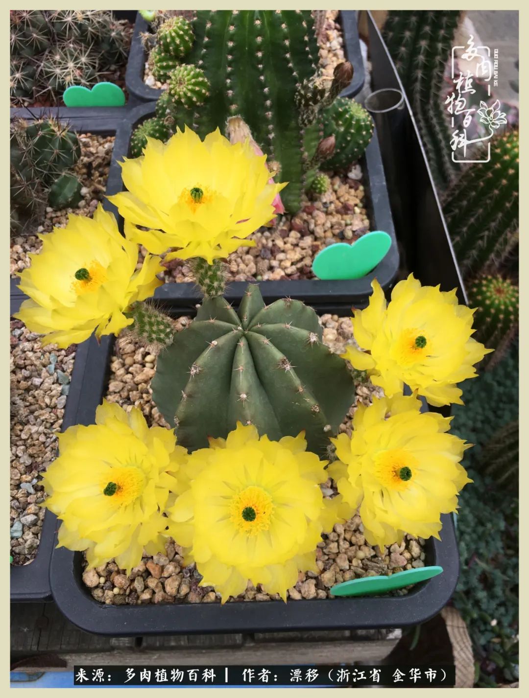 仙人球开花并散发着香味,仙人球花盛开吐露芬芳