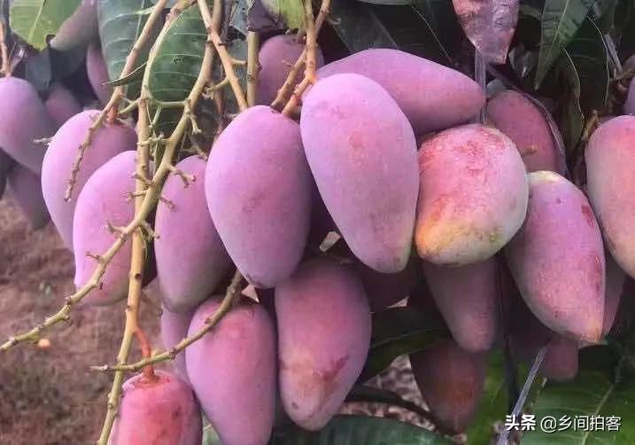 海南产地直发贵妃芒,海南产地树熟贵妃芒