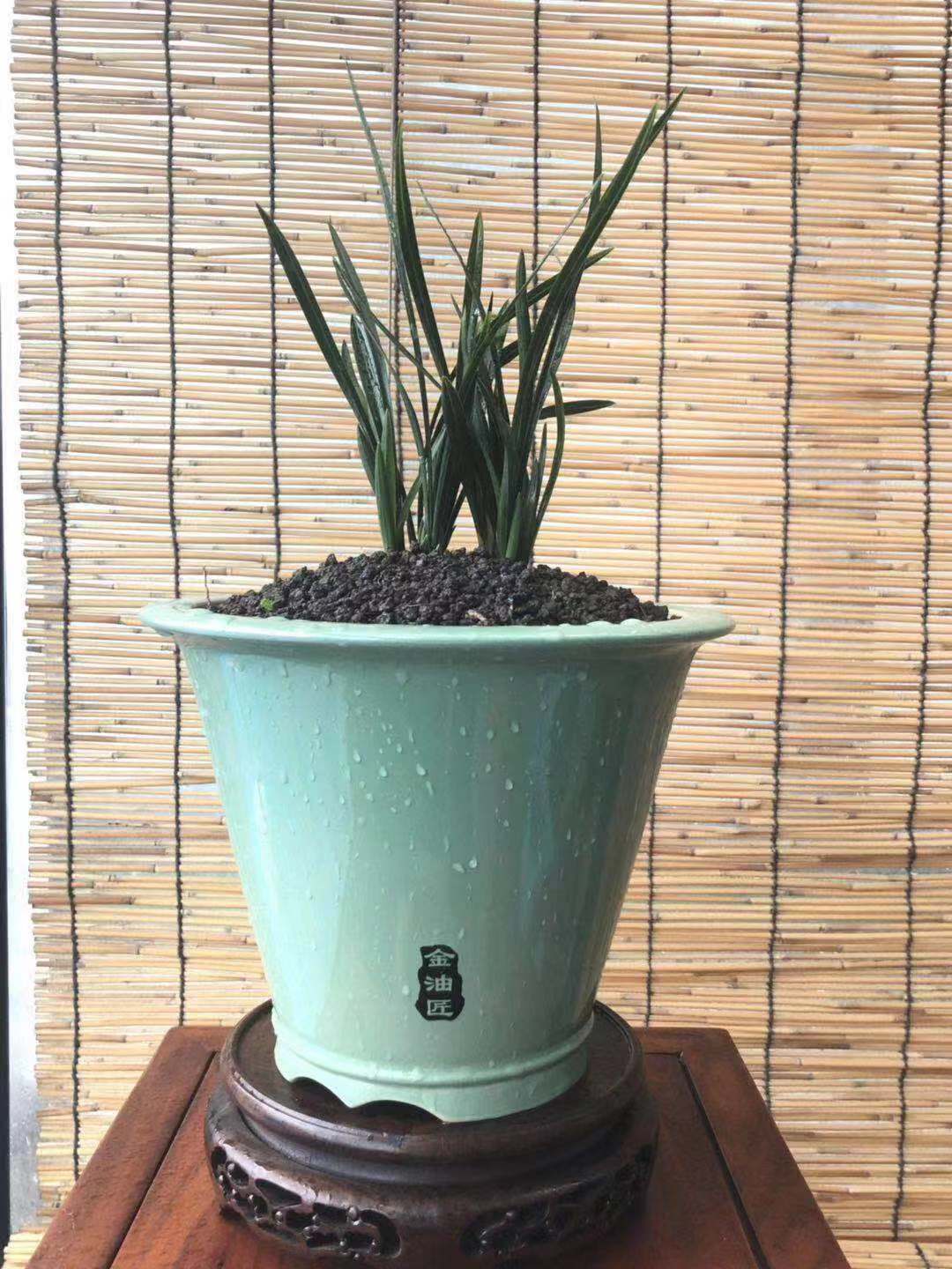 刚买回的兰花栽培知识,刚入手的兰花需要注意什么