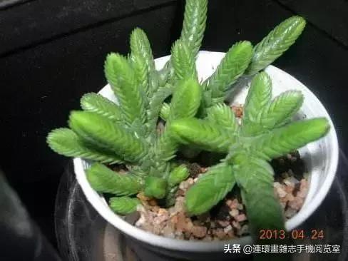 365种多肉图谱大全,365种鲜花图册大全