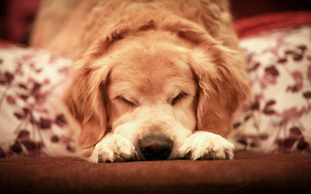 金毛吃得多怎么养,金毛吃进去食物多久能消化