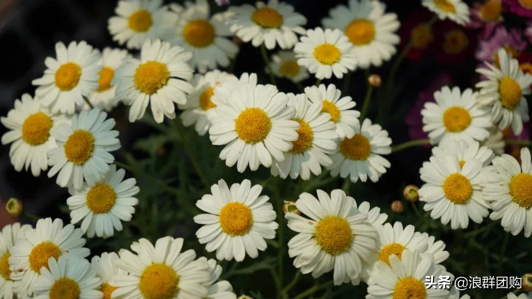 玛格丽特从打顶到爆盆，干货分享