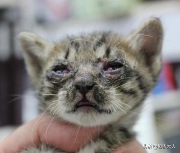 猫咪吃什么不掉毛智商税,猫咪用的各种营养品哪些是智商税