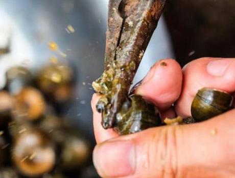 田螺好吃的做法,田螺太难清洗教你一招几分钟搞定