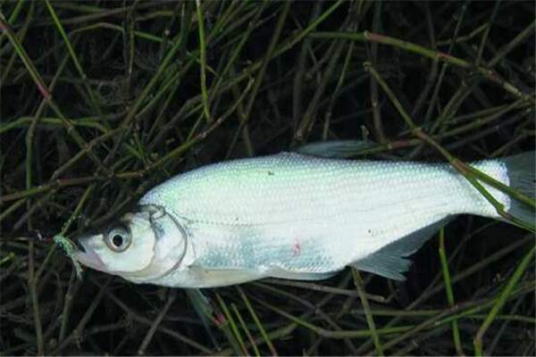 路亚小翘嘴新手入门教程,翘嘴新手路亚教学