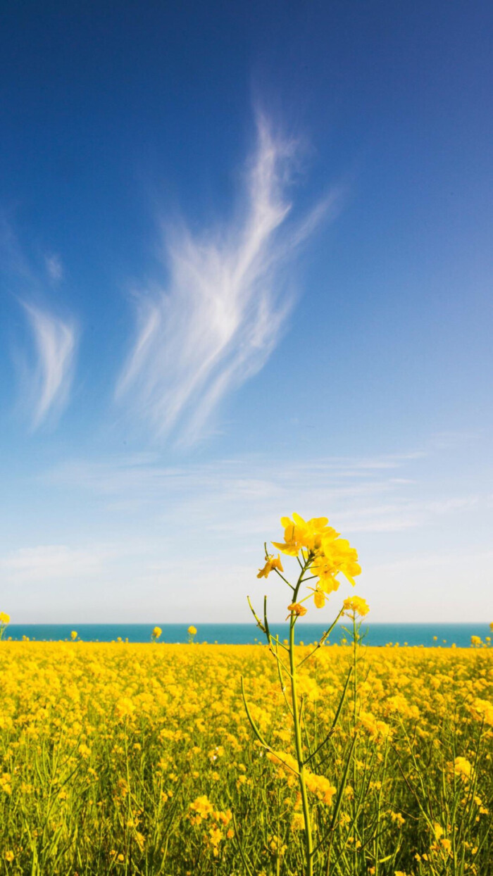 唐代宰相的一首谜语诗，写风入选小学课本，短短20字成千古名篇