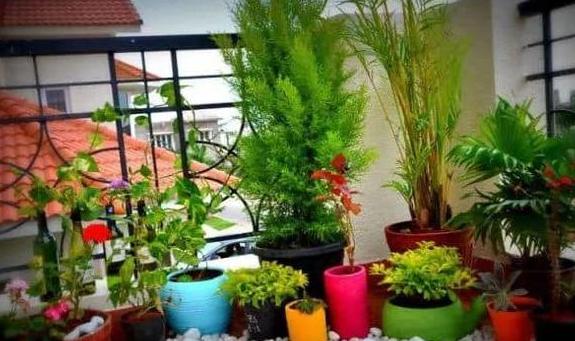 土养花如何杀虫杀菌,养花的土壤怎么样才能杀菌杀虫