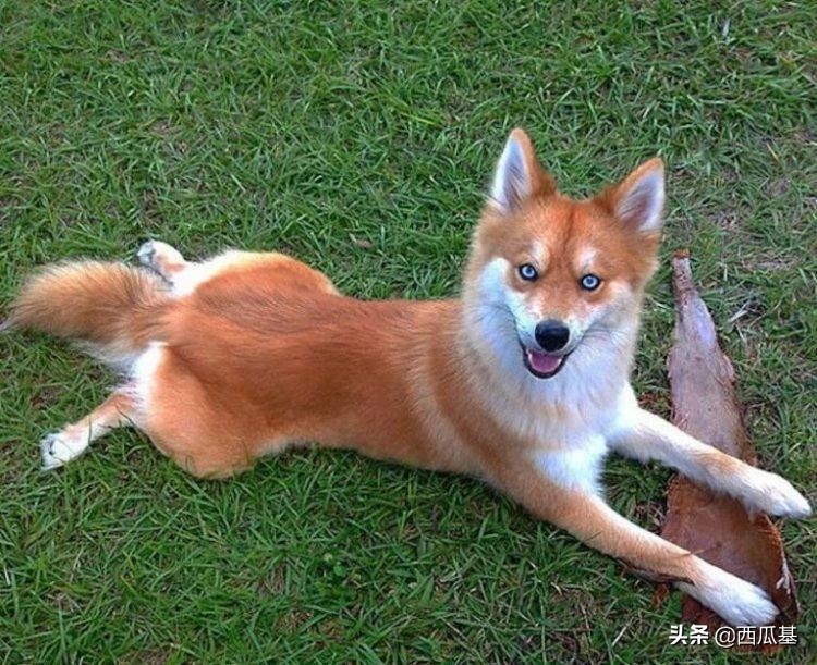 常见的串串狗都是什么品种,不建议养的10种狗串串犬