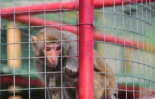 除了蝙蝠还有什么野生动物不能吃,十大不能吃的野生蝙蝠