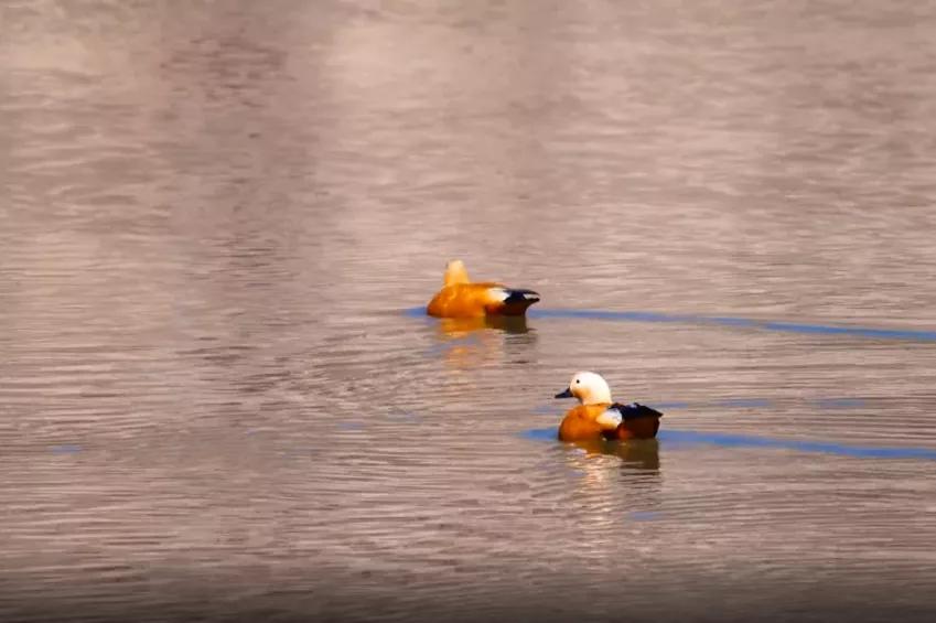 新闻晚高峰视频直播,新闻晚高峰播放时间