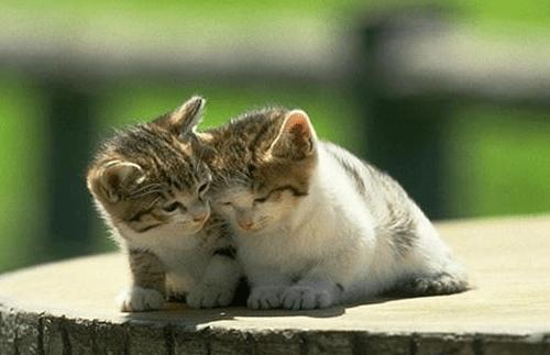 猫咪导尿之后尿频怎么办,养宠经验猫咪尿频怎么办