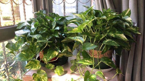 室内养什么植物对净化空气有效,什么植物净化空气最好室内好养