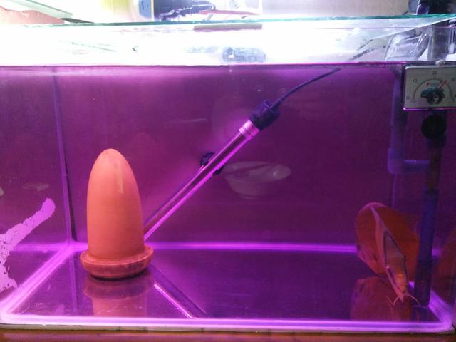 鱼缸内放高锰酸钾对鱼有没有伤害,给鱼缸里滴高锰酸钾