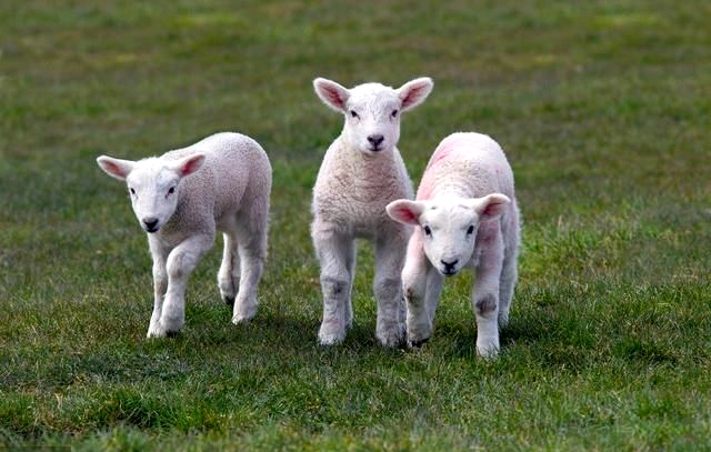 羔羊得了白肌病打几天针能痊愈,羔羊白肌病发病症状怎么防治