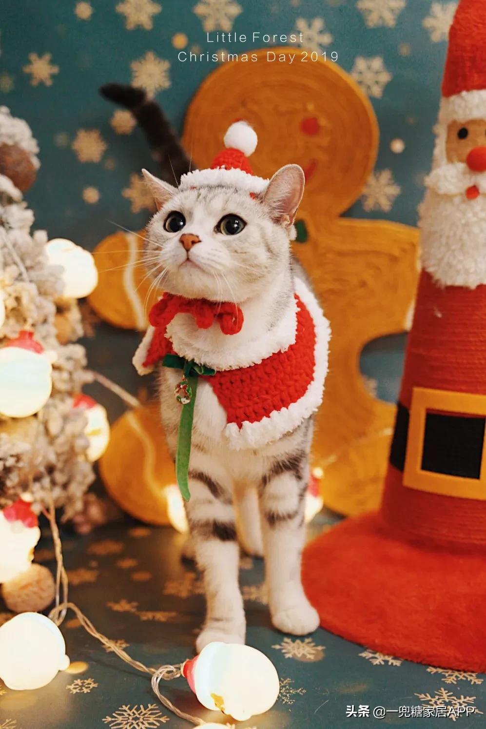 绉嶈崏鐢熸椿鏂瑰紡,绉嶈崏缁囧竷