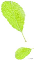 奇葩！上海阿姨的爱心基地，一对夫妻深夜丢下两卡车猫狗…和自己？