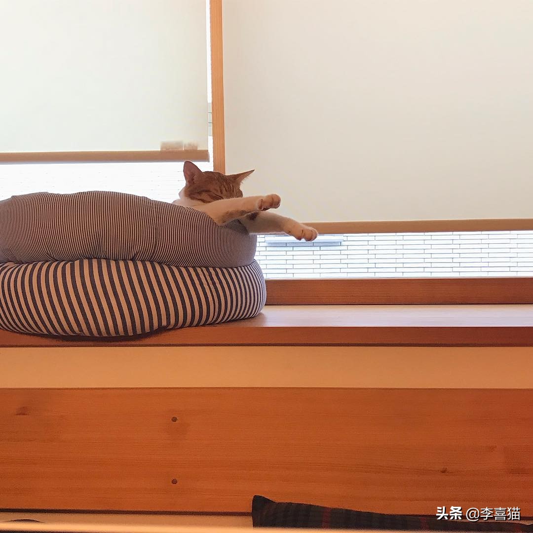 辟谣猫咪并非黑夜都能看得清,猫咪流泪跟猫粮有关吗