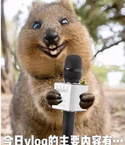 央视boys四人组谁最火,央视boys有多优秀