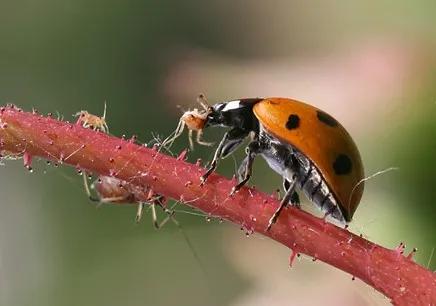 生物防治害虫,害虫的生物防治