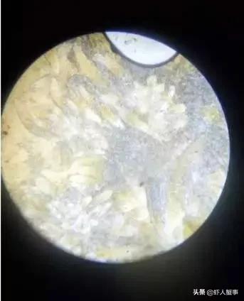 南美白对虾养殖转肝什么时候完成,养殖南美白对虾用什么药护肝好