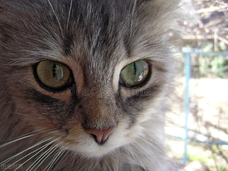 中华田园猫之中哪个猫最厉害,中华田园猫颜值高好养吗知乎