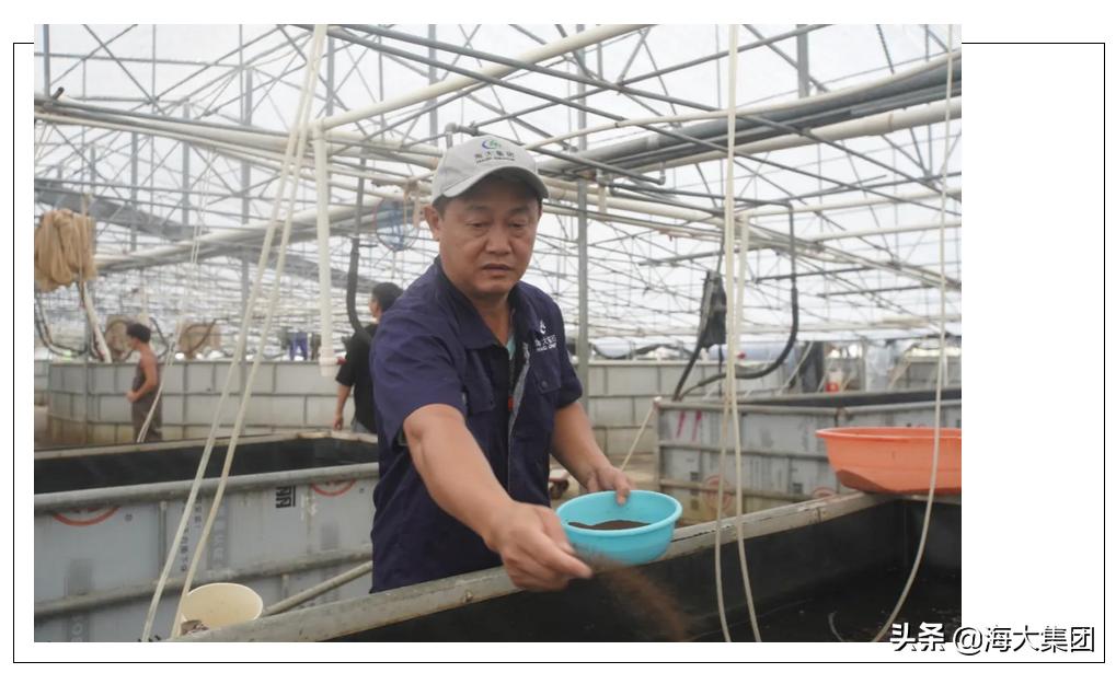 海大反刍饲料质量如何,海大对虾饲料质量怎么样
