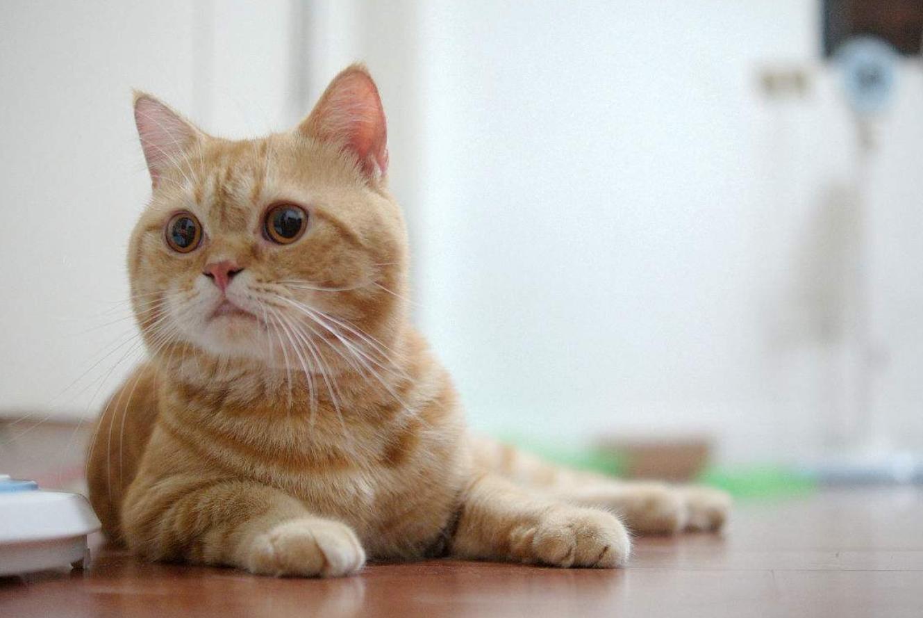 喵星人的奇怪行为有哪些,你家的猫该有的素质