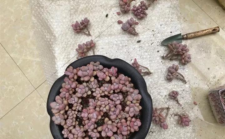 刚到家的花很好没多久就黄叶,买回来的花很快就蔫的原因