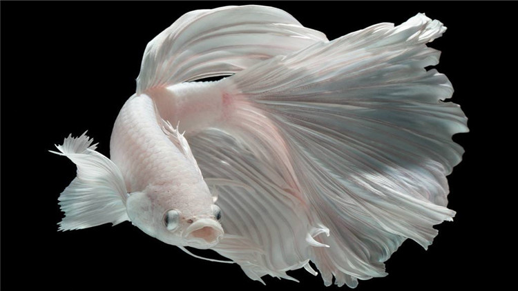 斗鱼生病要怎么治疗尾巴缺损,斗鱼越养越没活力了