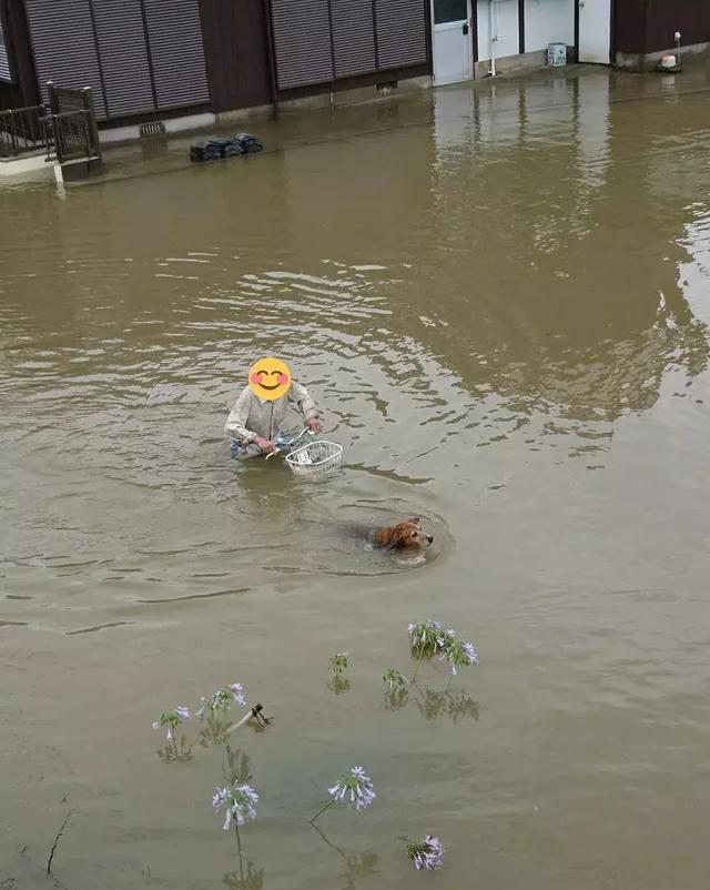 台风天遛狗太不友好了,台风天出门遛狗