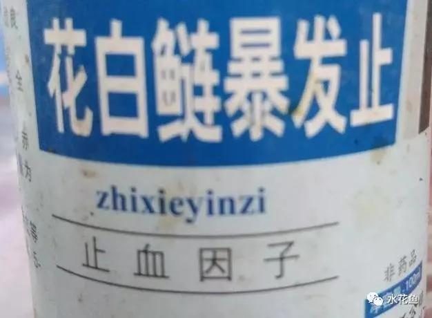 什么原因引起鱼败血症,鱼细菌性败血症怎么治疗最好