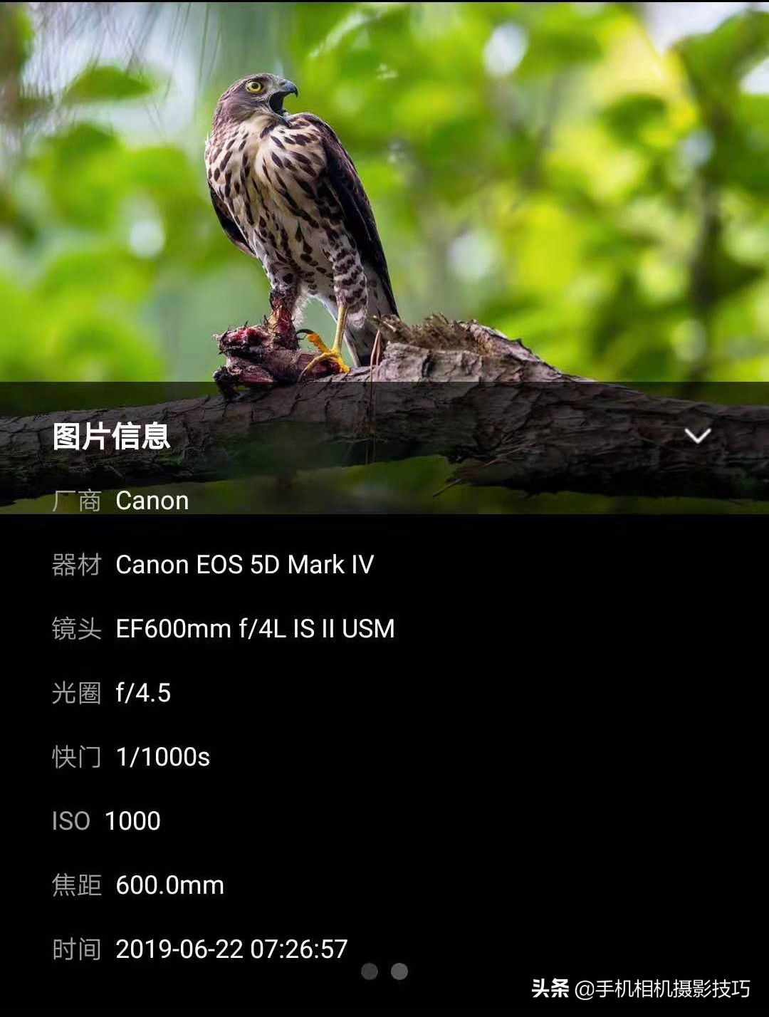 聊款“神仙APP”：能学摄影，护版权，还能赚钱