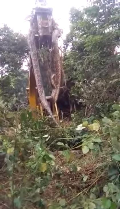 印度大蟒蛇和巨蟒蛇,史前巨蟒和巨型蟒蛇