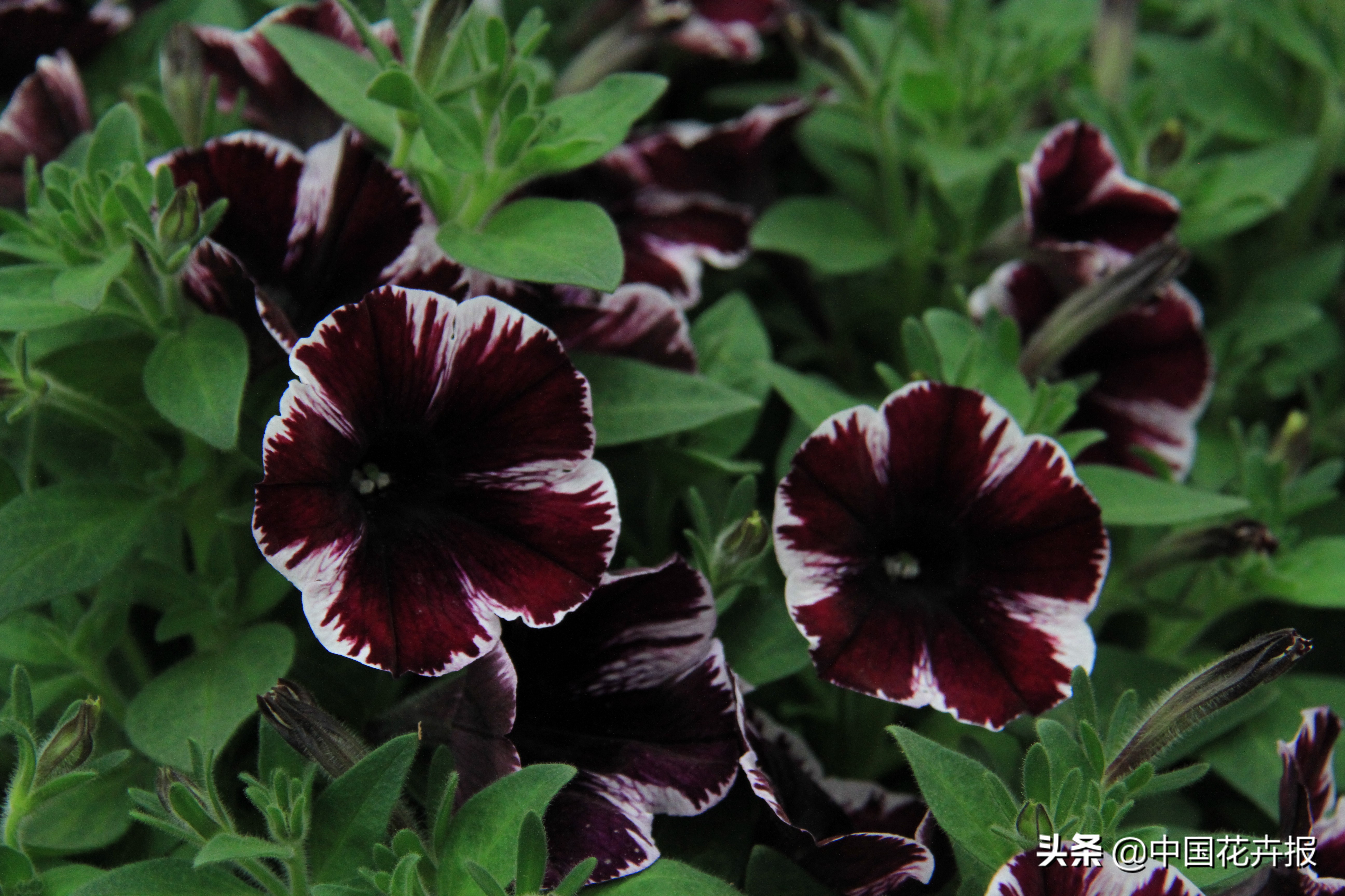 花园必备植物大全,花园常用植物科普