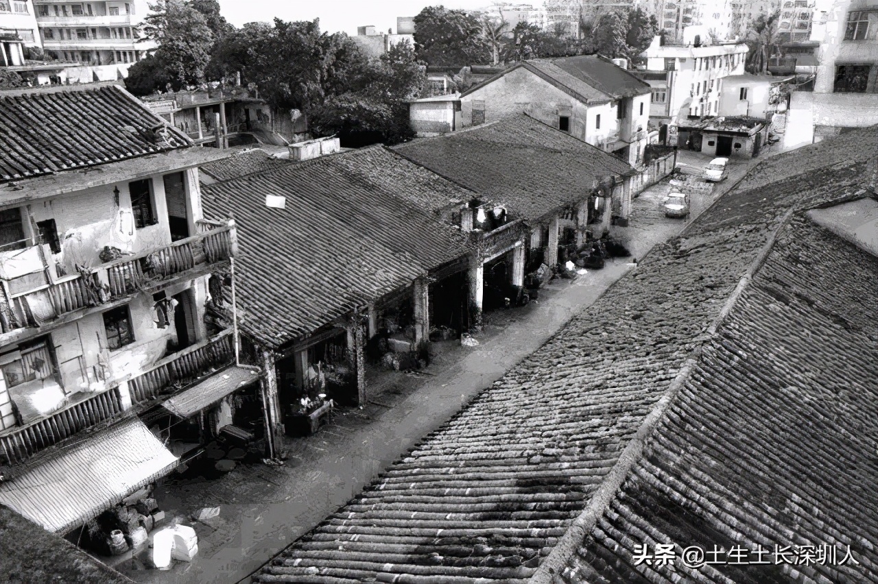 深圳广府家族,宗族文化在广东有多强