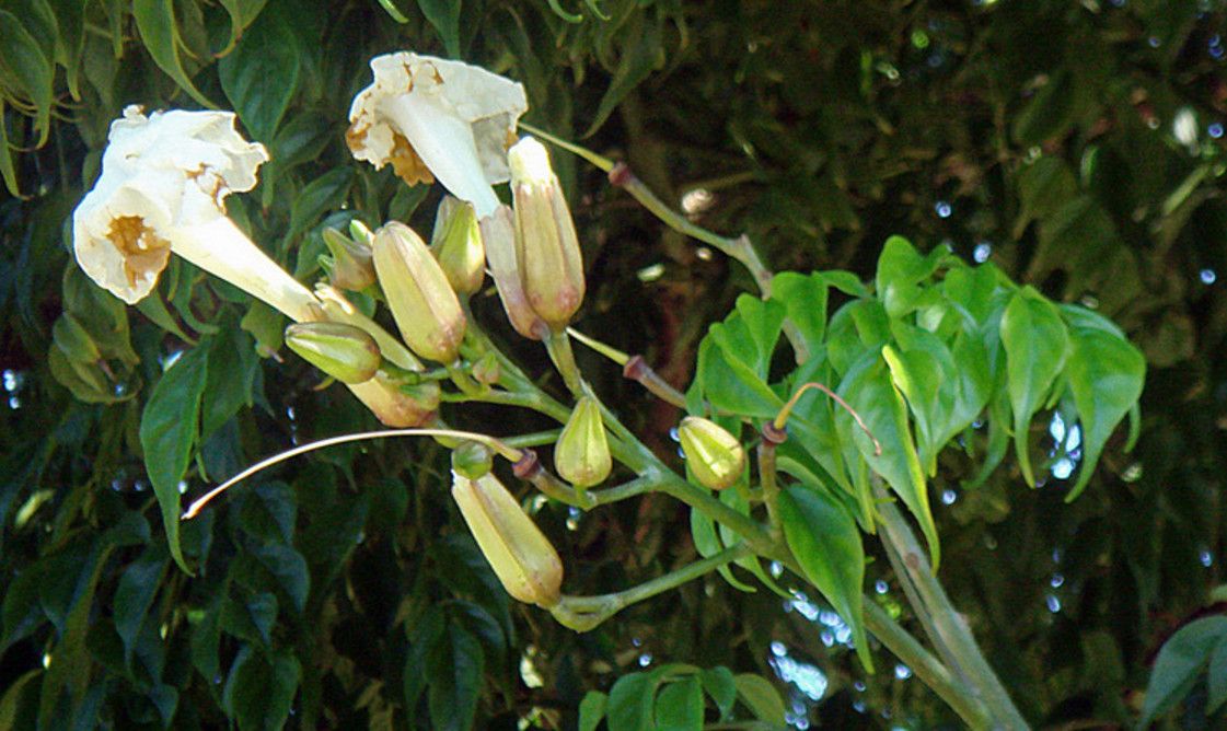 幸福树可以提高空气湿度吗,幸福树可以增加空气湿度吗