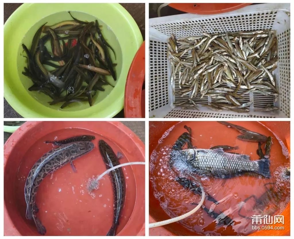 赚祖！这群莆田人靠着这些东西，就能日赚500块钱，厉害