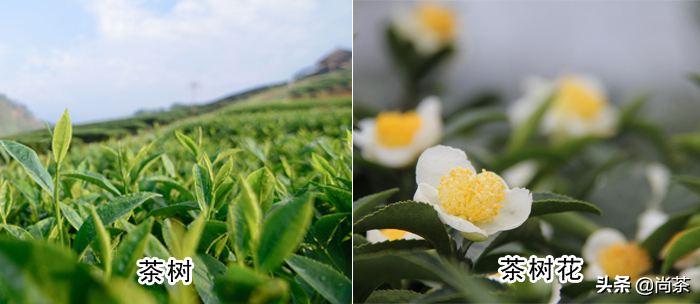 茶叶树和山茶油树的区别是什么,山茶花和茶油树区别图片大全