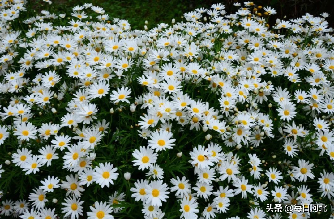 黄金寨免费景点大全,黄金寨一元门票能玩什么