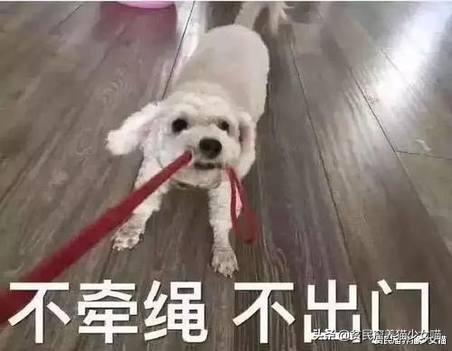 遛狗需要给狗戴口罩吗,疫情情况下遛狗需要给狗戴口罩吗